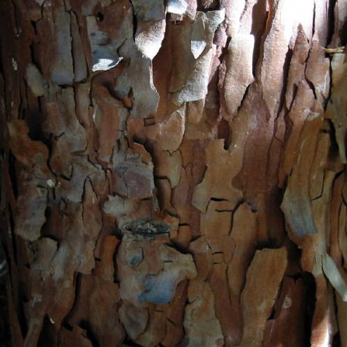 Calocedro, Cedro do incenso, Cedro branco