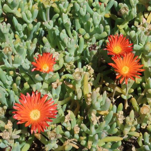 Delosperma bicolor