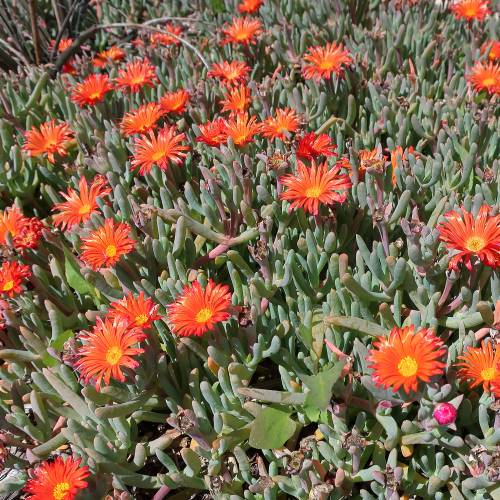 Delosperma bicolor