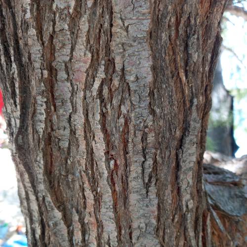 Tamargueira comum, Tamargueira francesa