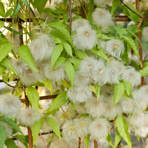 Clematite de flores amarelas