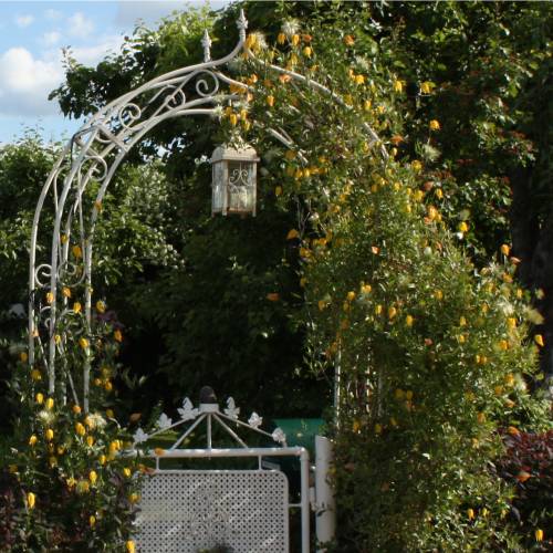 Clematite de flores amarelas