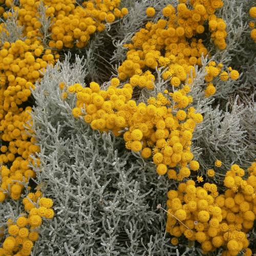 Santolina prateada