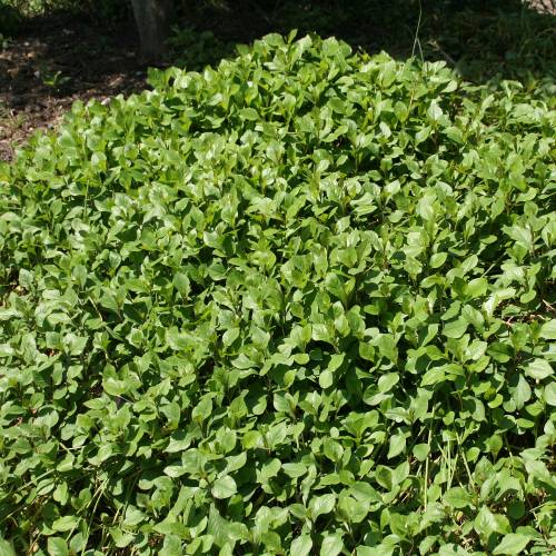 Plumbago Rasteiro, Plumbago da China
