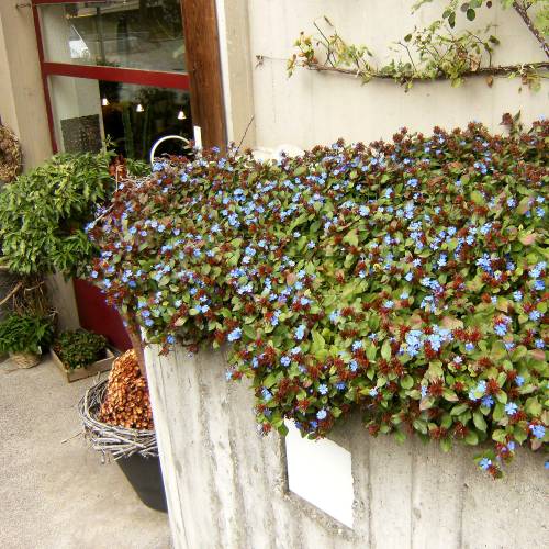 Plumbago Rasteiro, Plumbago da China