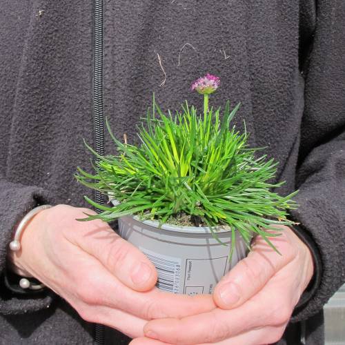 Relva-de-Espanha de flores cor-de-rosa