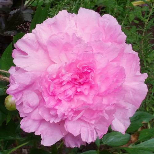 Pe�nia 'Sarah Bernhardt'
