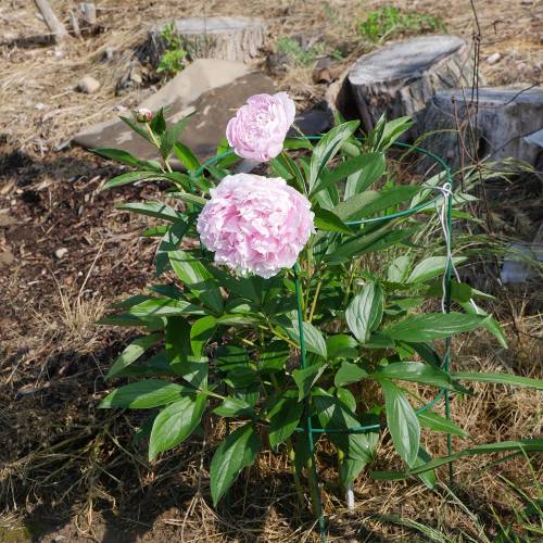 Pe�nia 'Sarah Bernhardt'