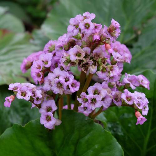 Berg�nia de folhas cordiformes, Ch�-da-Siberia