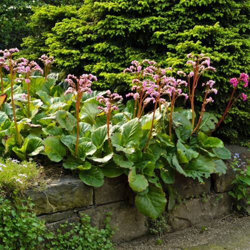 Berg�nia de folhas cordiformes, Ch�-da-Siberia