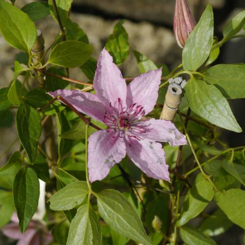 Clematite 'Hagley Hybrid'
