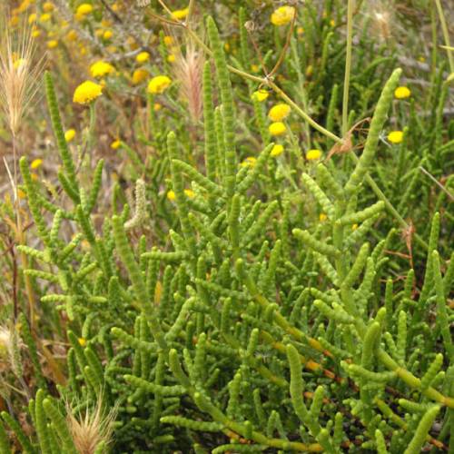 Salic�rnia