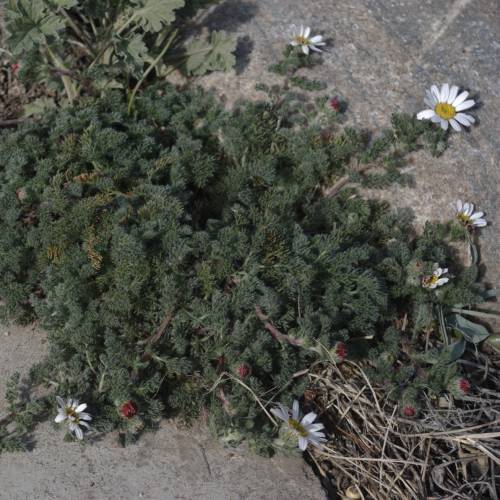Camomila-marroquina
