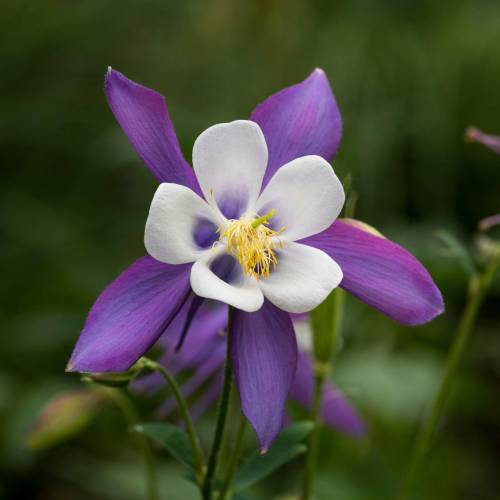 Aquil�gia 'Blue Star'