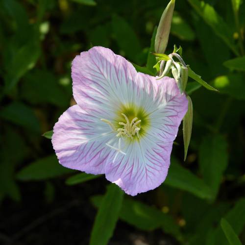 Onagra-rosa 'Siskiyou'