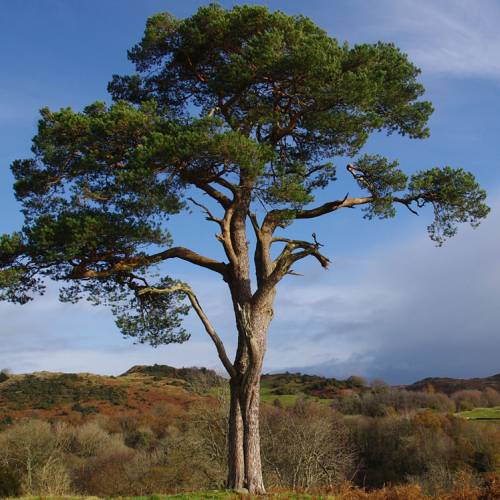 Pinheiro silvestre
