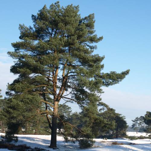 Pinheiro silvestre