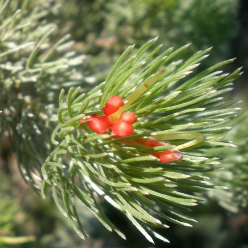 Arbusto-lanoso