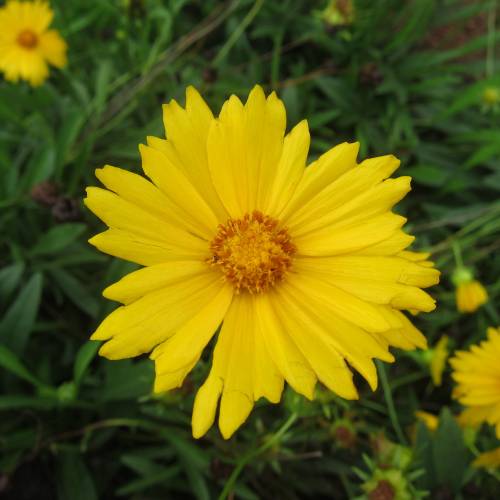 Coreopsis lanceolada amarela