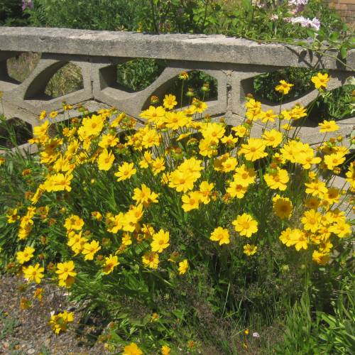 Coreopsis lanceolada amarela