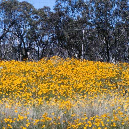 Coreopsis lanceolada amarela