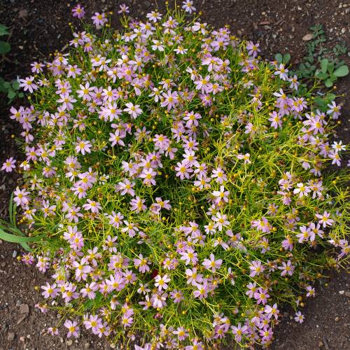 Coreopsis lanceolada rosa