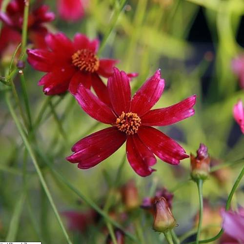 Coreopsis lanceolada vermelha
