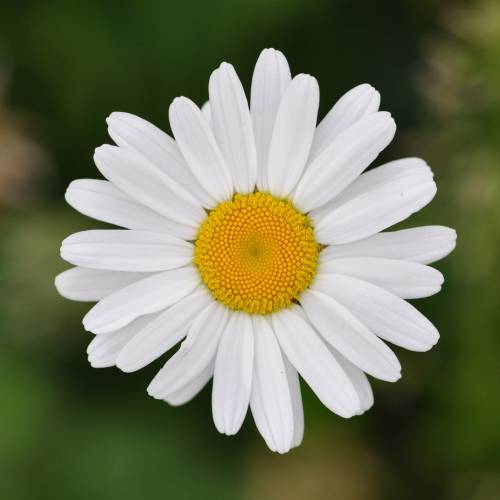 Margarida-comum