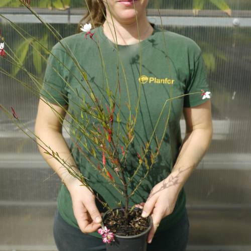 Vela-da-Pradaria bicolor