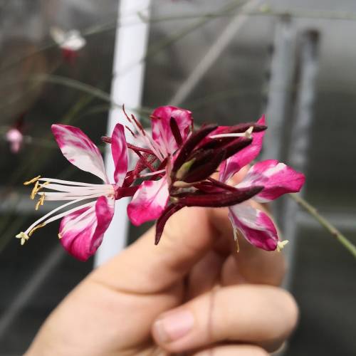 Vela-da-Pradaria bicolor