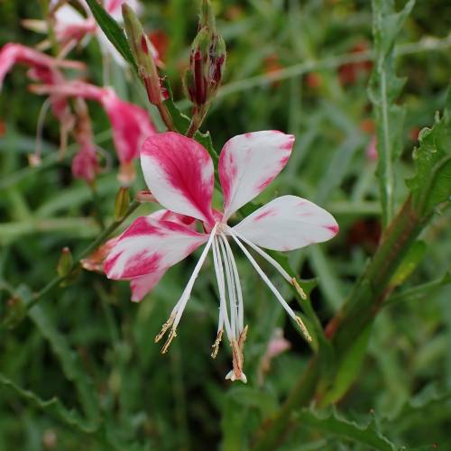Vela-da-Pradaria bicolor