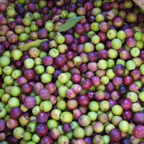 Oliveiras : Variedades de Produ��o