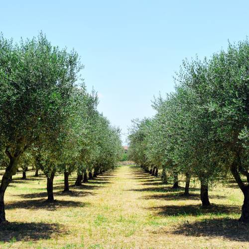 Oliveiras : Variedades de Produ��o