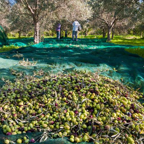 Oliveiras : Variedades de Produ��o