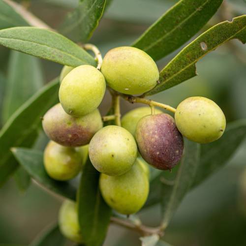 Oliveiras : Variedades de Produ��o