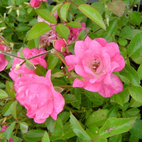 Roseira paisagística rosa 'Fairy rood'