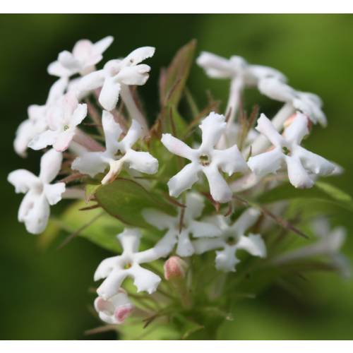 Abelia triflora