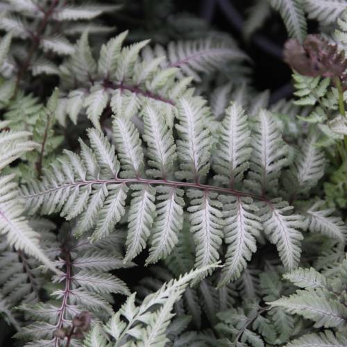 Feto Athyrium nipponicum 'Ghost'