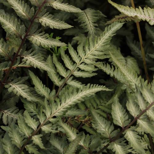 Feto Athyrium nipponicum 'Ghost'