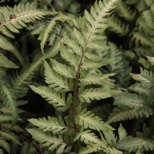 Feto Athyrium nipponicum 'Ghost'