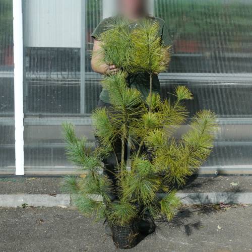 Pinheiro azul do Himalaia