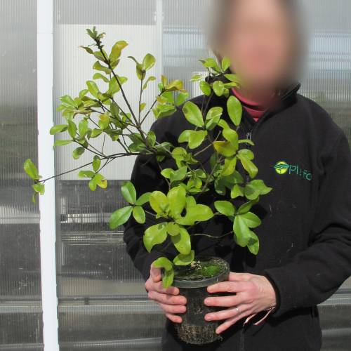 Carvalho phillyreo�des