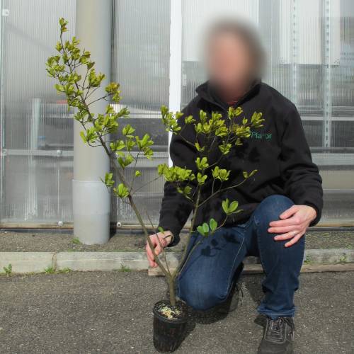 Carvalho phillyreo�des