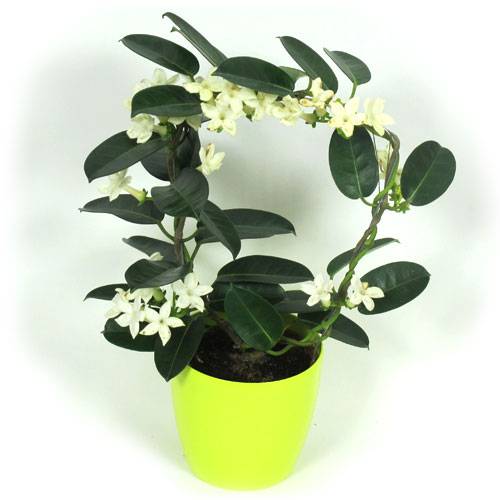 Jasmim de Madagascar + Cachep Verde Limo