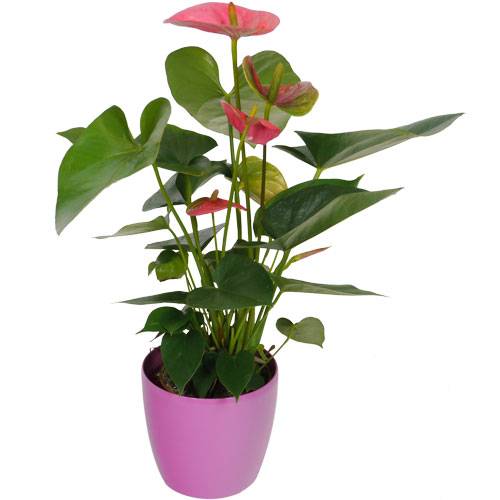 Antrio rosa + Cachep Rosa