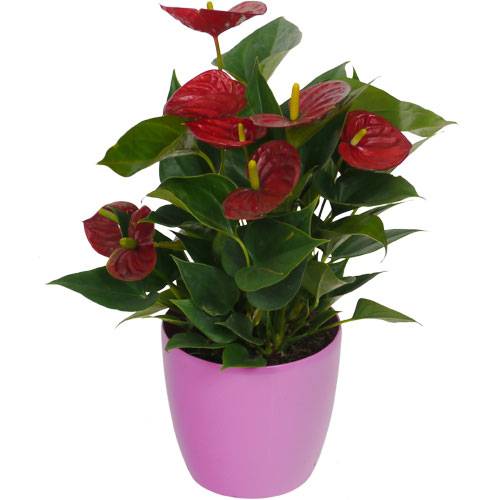 Antrio velmelho + Cachep Rosa