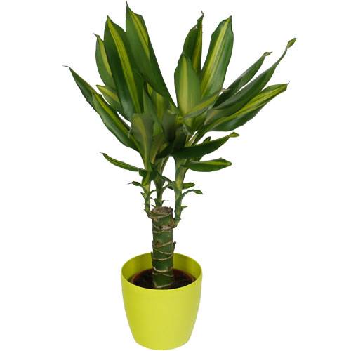 Dracaena Massangeana + Cachep Verde Limo