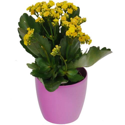 Kalanchoe amarelo + Cachep Rosa
