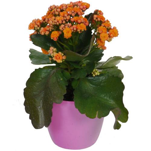 Kalanchoe laranja + Cachep Rosa