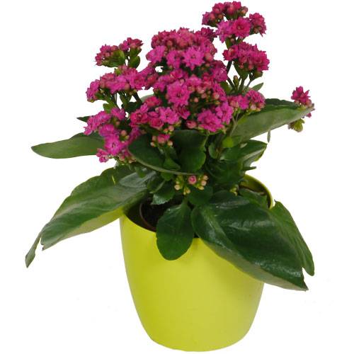 Kalanchoe rosa + Cachep Verde Limo